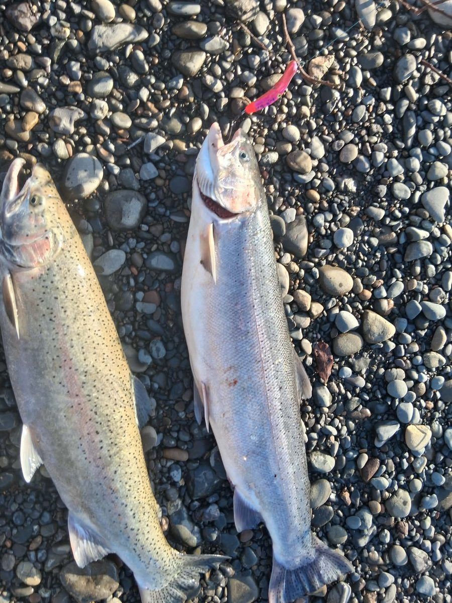 A steelhead and a salmon laid side by side on river gravel next to a pink fishing lure